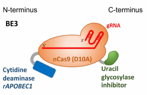 Single Base Editing with CRISPR in Plant Genetic Modification