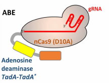 Single Base Editing with CRISPR in Plant Genetic Modification