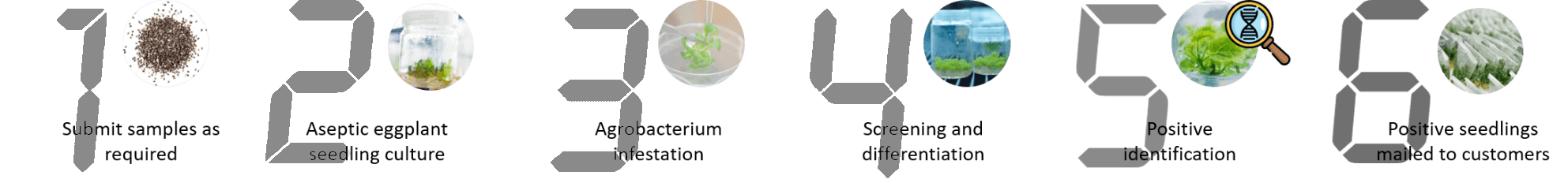 Schematic diagram of the standardized process of eggplant genetic transformation. - Lifeasible