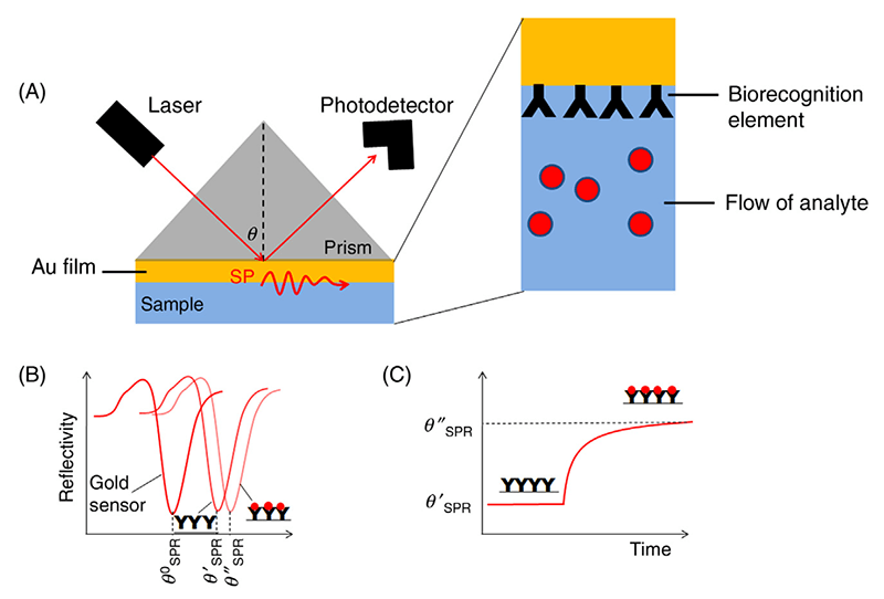 Gene Function Analysis