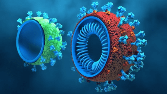 Virus-like Particles Production in Plants