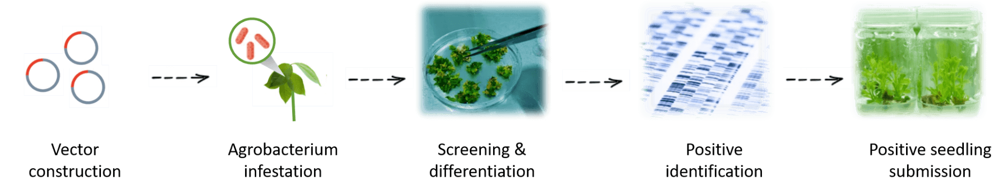 Schematic diagram of the standardized process of date tree genetic transformation. - Lifeasible